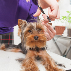 haircut of a small York dog on a light table in a light room with scissors and a clipper