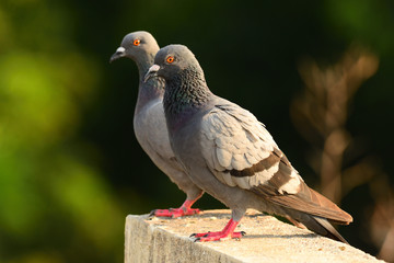Pigeons
