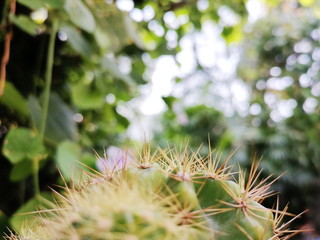 Close-up shot of cactus background nature bokeh
