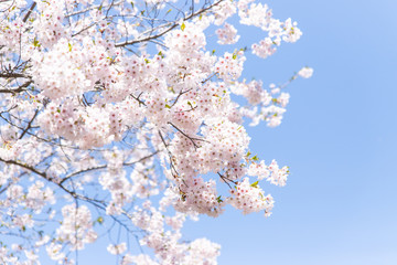 北海道　札幌市で美しく咲く桜の花
