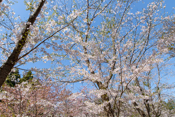 Obraz premium 北海道 札幌市で美しく咲く桜の花