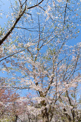 北海道　札幌市で美しく咲く桜の花