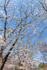 北海道　札幌市で美しく咲く桜の花