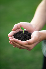 hands hold the soil with a sprout. Nature concept. 
