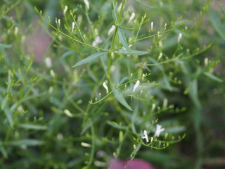 King of bitters scientific name Andrographis paniculata Burm, Wall. Ex Nees, Fah Talai jhon, Thai...