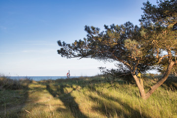 Baltic Sea View With Pine