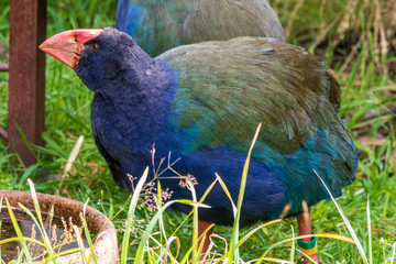 Takahe at Orokonui ecosanctuary in New Zealand