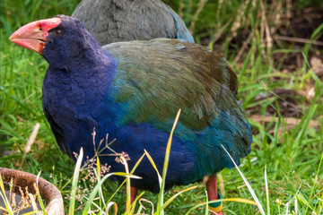 Takahe at Orokonui ecosanctuary in New Zealand