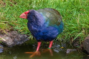 Takahe at Orokonui ecosanctuary in New Zealand