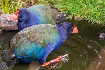 Takahe at Orokonui ecosanctuary in New Zealand