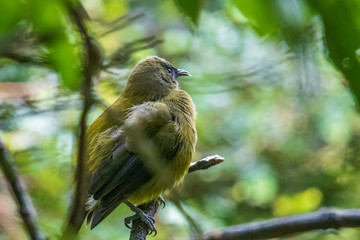 Bellbird at Orokonui ecosanctuary in New Zealand.