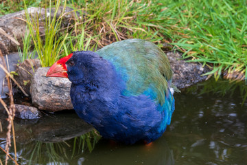 Takahe at Orokonui ecosanctuary in New Zealand