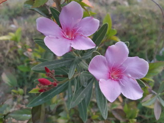 Beautiful Nerium  Oleander flower