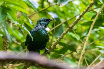 Tui bird at orokonui ecosanctuary in New Zealand.