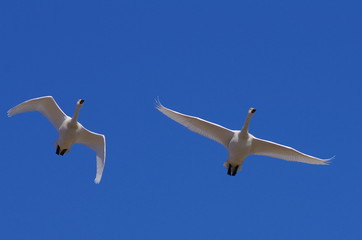 白鳥飛び立つ