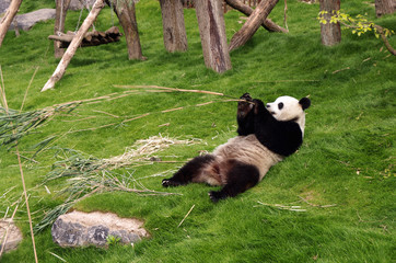 panda eating bamboo