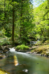 Obraz premium 春の渓流と滝