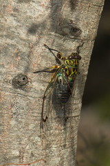 Cicada in Abel Tasman National Park,Tasman Region on South Island of New Zealand 
