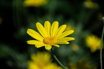 Flowers with Shallow Depth of Field