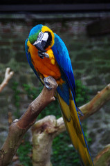 blue and yellow macaw