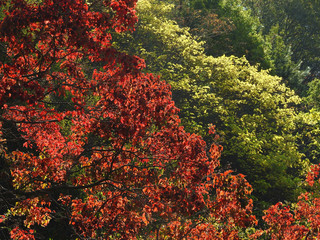 ナンキンハゼの紅葉