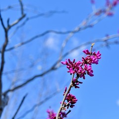 青空バックに咲く満開のハナズオウ