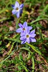 濃い紫色の満開のハナニラ