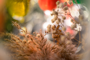 plants flowers and beautiful background