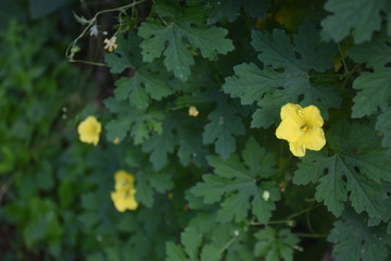 Yellow Flower with Nature