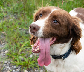 Spaniel