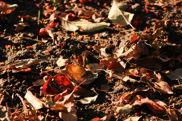 Dry autumn leaves