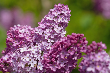 Obraz premium Violett blühender Flieder, Syringa