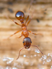 action ant
