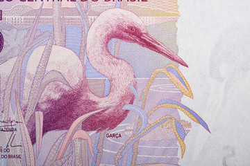 Fototapety  Great egret a portrait from Brazilian money