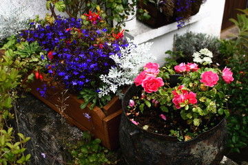 Fototapeta na wymiar colorful garden plants and flowers in pots and containers