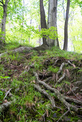 tree roots