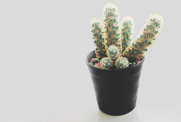 cactus pot on white background