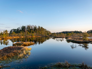 Fototapeta premium Nice landscape with evening and sunset over the bog lake, crystal clear lake and peat island in the lake and bog vegetation, bog pine in the background.