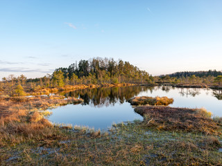 Nice landscape with evening and sunset over the bog lake, crystal clear lake and peat island in the lake and bog vegetation, bog pine in the background.