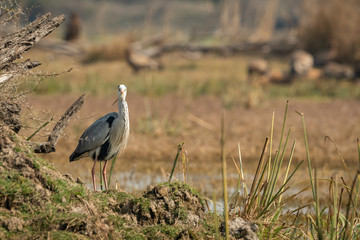 grey heron or Ardea cinerea portrait with eye contact perched on mound in wetland of keoladeo national park during cold winters in bharatpur bird sanctuary, rajasthan, india	