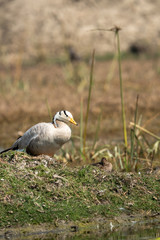 bar headed goose closeup in green grass and background at keoladeo national park or bird sanctuary, bharatpur, rajasthan, india - anser indicus