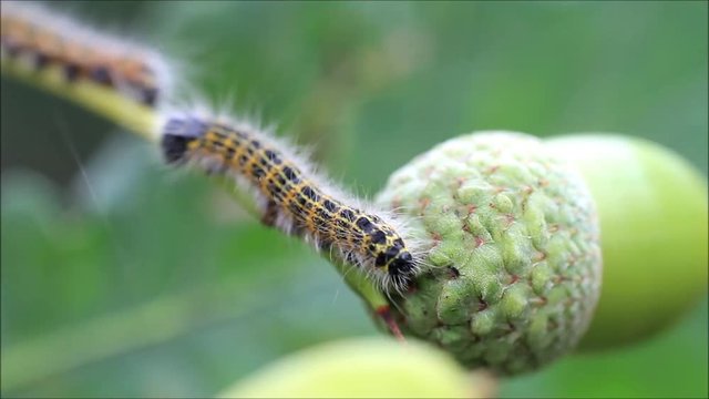 caterpillar on green acorn, Phalera bucephala
