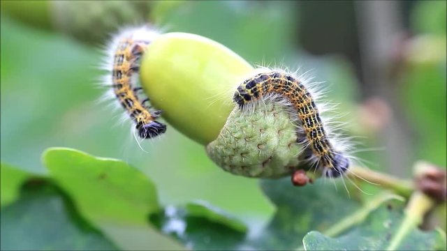 caterpillar on green acorn, Phalera bucephala
