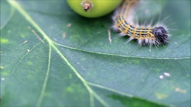 caterpillar on leaf, Phalera bucephala
