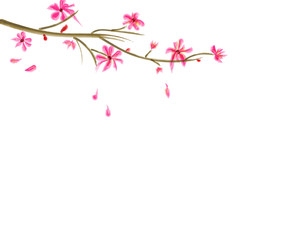 spring blossom flower on white background