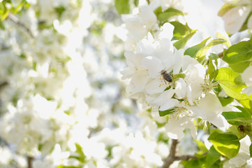 apple tree blossom, apple tree flowers, blooming apple tree