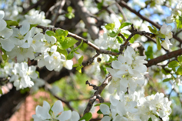 apple tree blossom, apple tree flowers, blooming apple tree