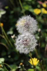 ２本並んだタンポポの綿毛