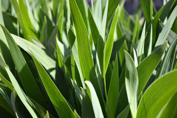green grass background, fresh green grass, green grass in the wind