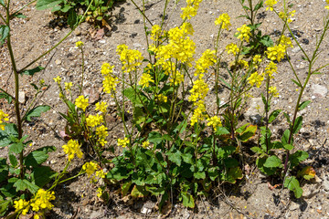 Yellow budding and flowering Wild Mustard or Sinapis arvensis against it blurred natural habitat.